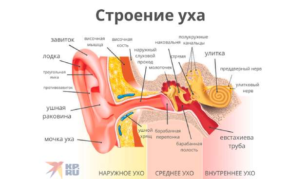 Анатомия уха