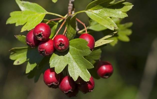 Плоды боярышника