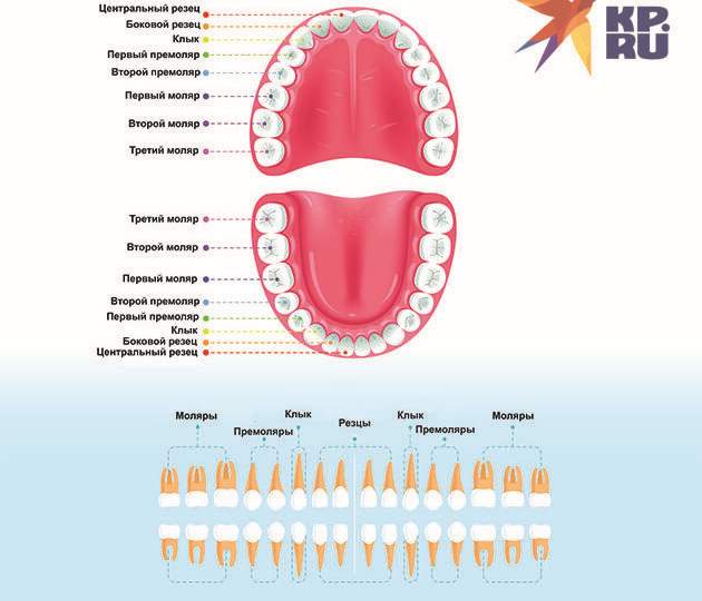 Схема зубов. Фото: Shutterstock