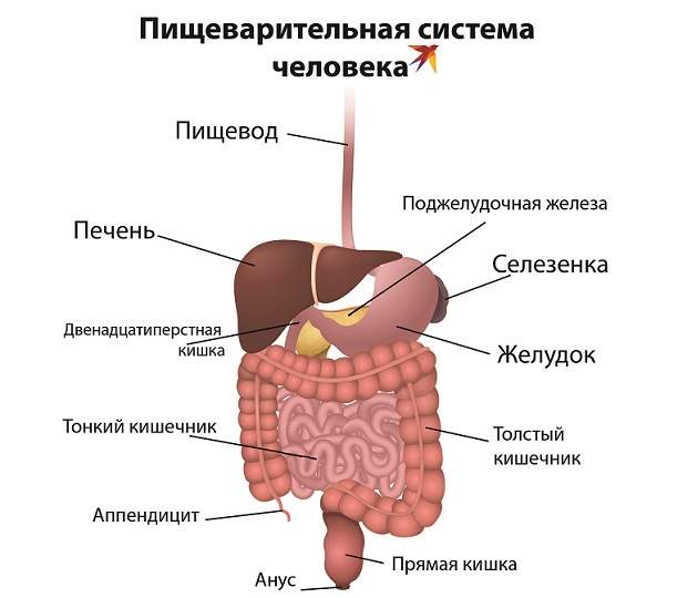 Пищеварительная система. Иллюстрация: Shutterstock