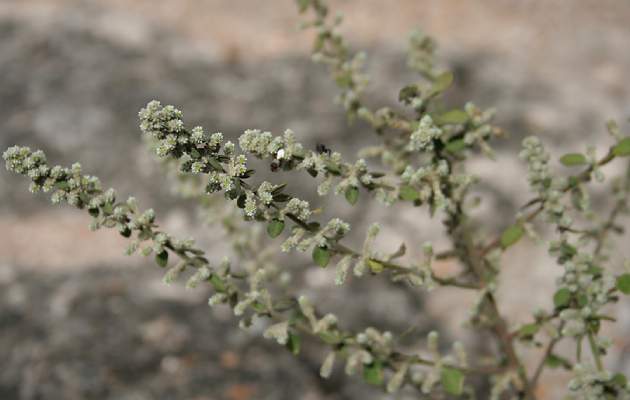 Эрва шерстистая