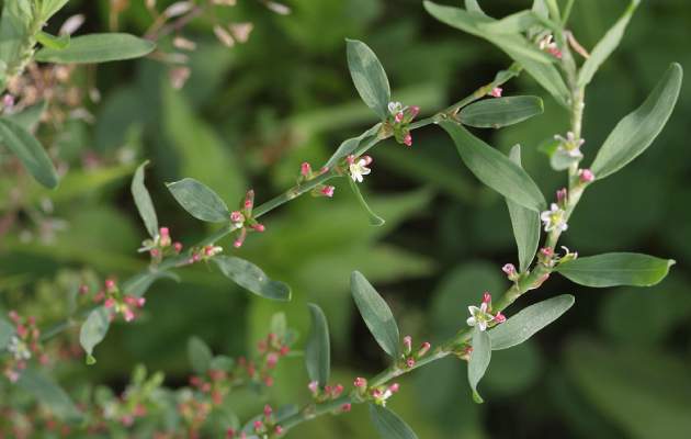 Горец птичий (спорыш)