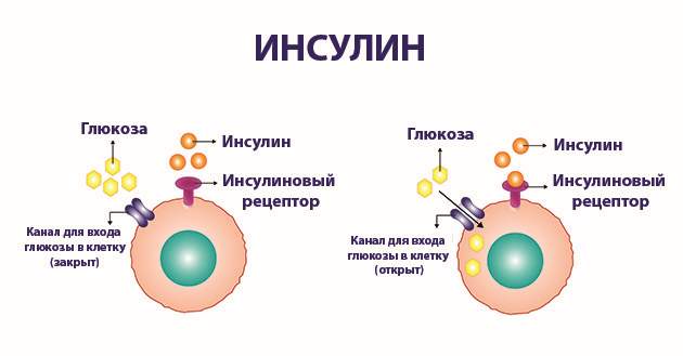 Функции инсулина