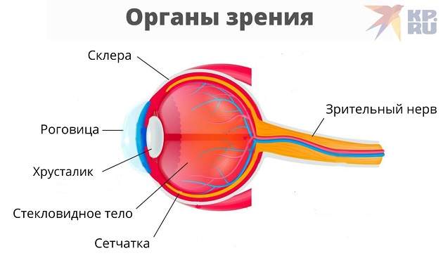 Органы зрения