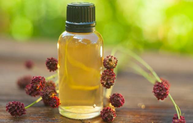 Кровохлебка лечебная