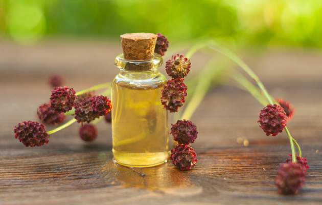 Кровохлебка лечебная