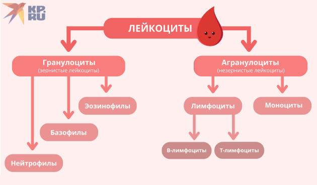 Лейкоциты в крови