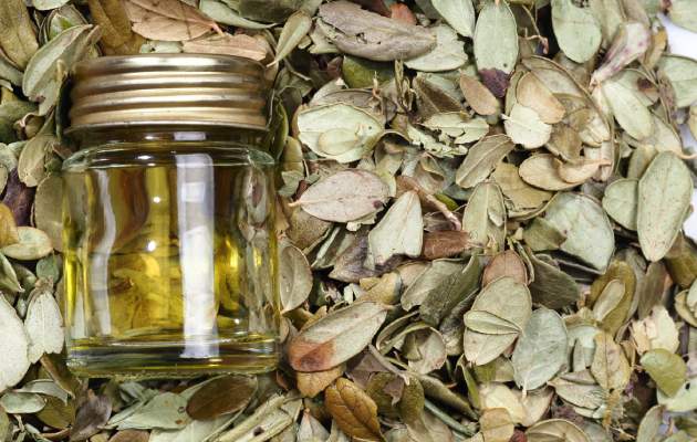 Листья брусники