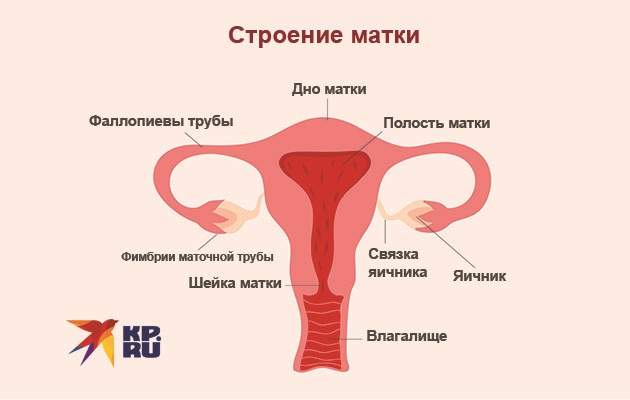 Строение матки