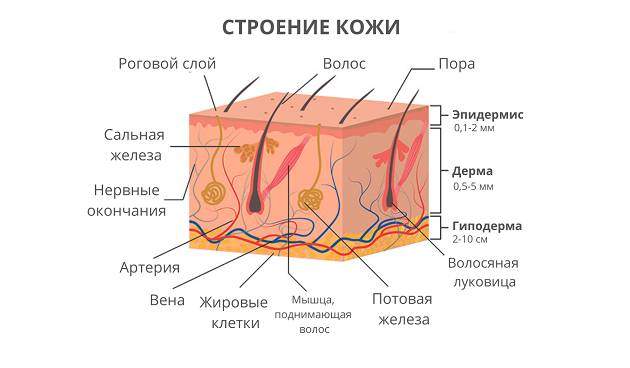Строение кожи