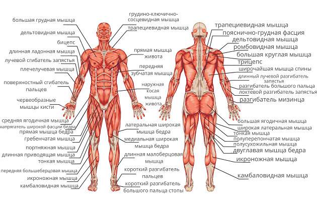 Человеческие мышцы
