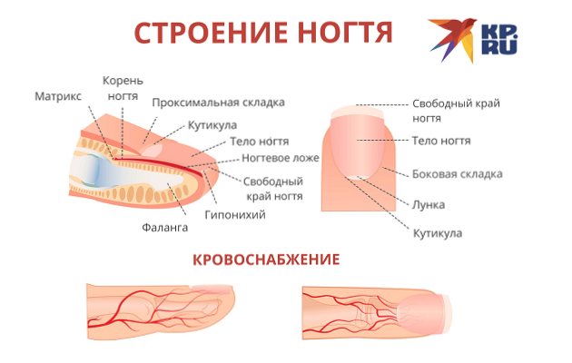 Строение ногтя