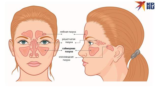 Пазухи носа