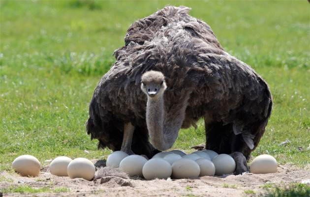 Страусиные яйца на палео диете. Фото: Globallookpress