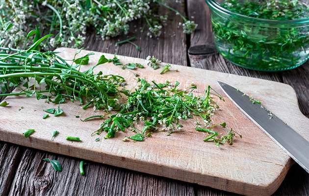 Трава пастушья сумка