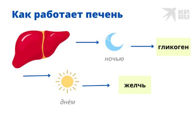 Как работает печень