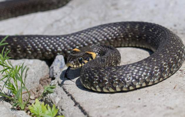 Первая помощь при укусе змеи 