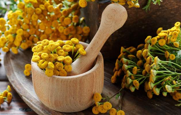 Пижма обыкновенная