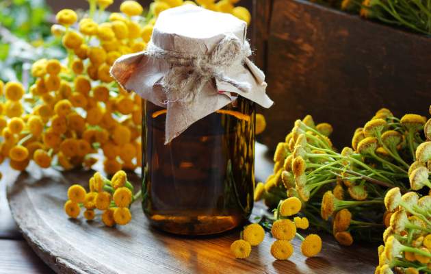 Пижма обыкновенная