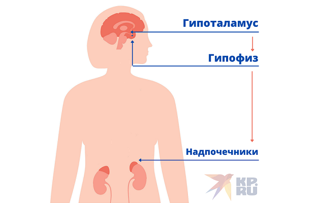 Мозг и надпочечники