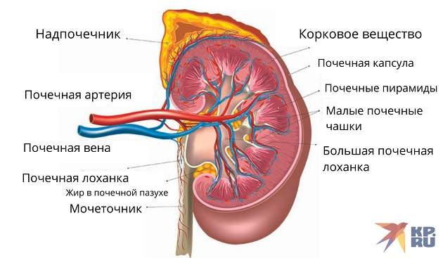 Строение почек