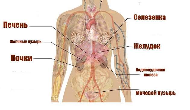 Где находятся почки