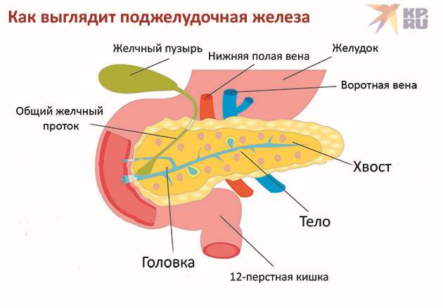 Как выглядит поджелудочная железа