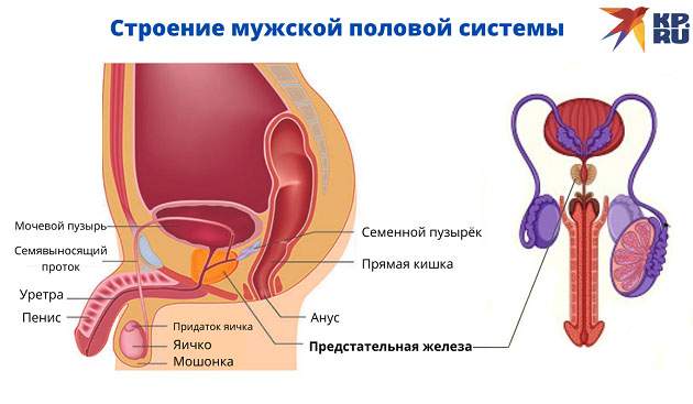 Предстательная железа