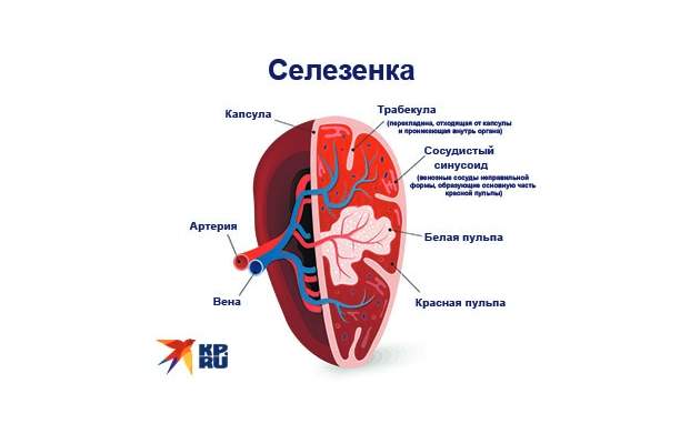 Как выглядит селезенка