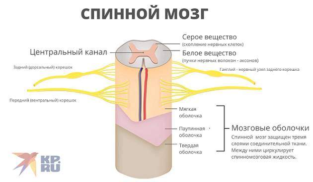 Спинной мозг