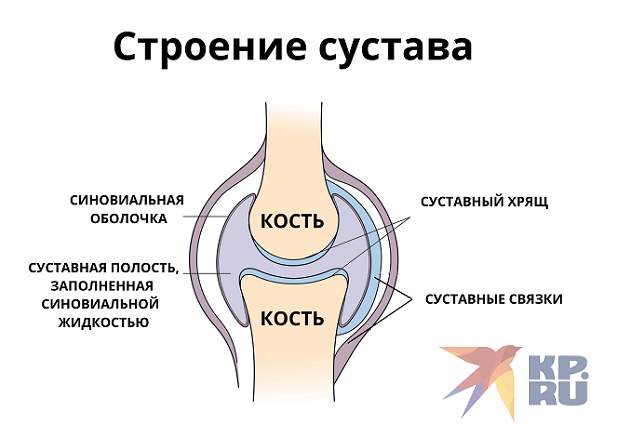 Анатомия сустава 1