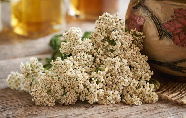 Тысячелистник обыкновенный