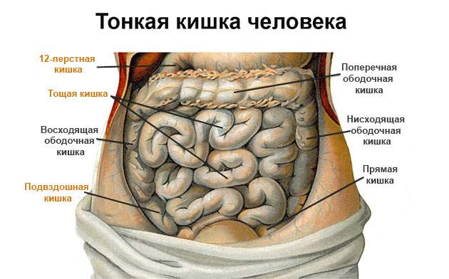 Тонкая кишка человека