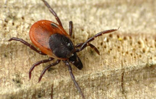 Укусы насекомых