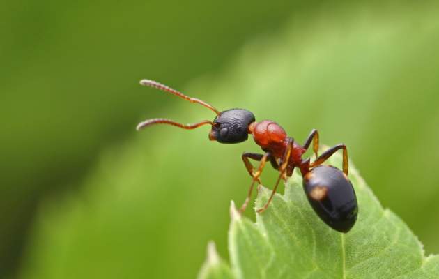 Укусы насекомых