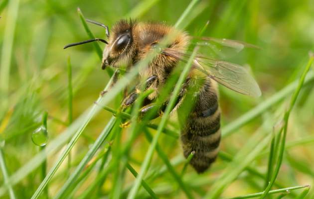 Укусы насекомых
