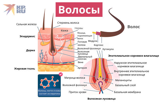 Волосы человека