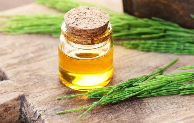 Хвощ полевой