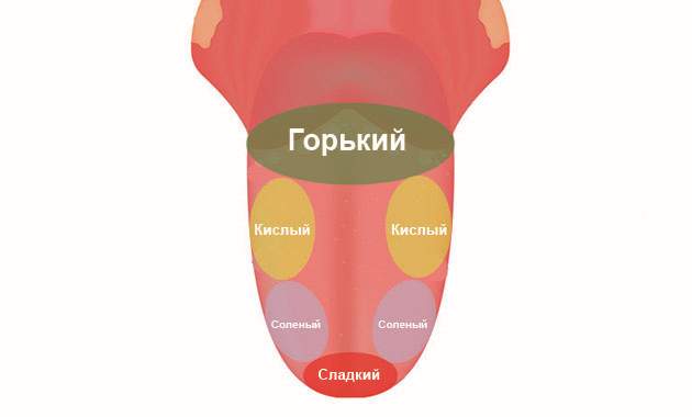 Вкусовые зоны языка