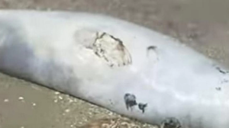 Мертвого тюленя обнаружил житель Актау на Каспии
