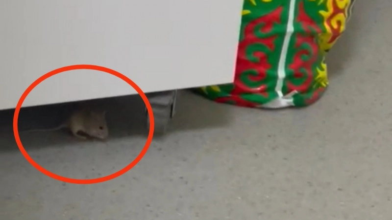 Мыши в детской инфекционной больнице возмутили пациентов в Актау