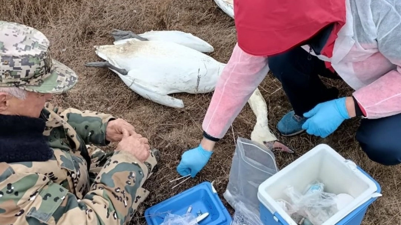 30 мертвых лебедей-шипунов обнаружили у озера в Мангистау