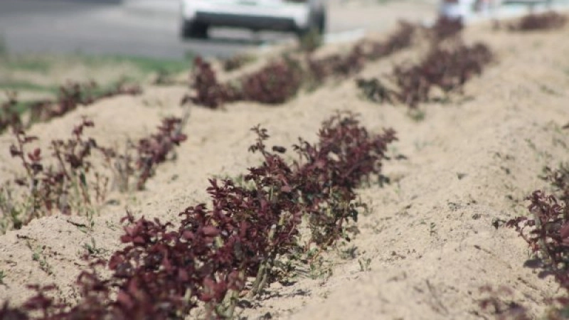 Печально известное "Цветочное поле" в Актау может расцвести в этом году