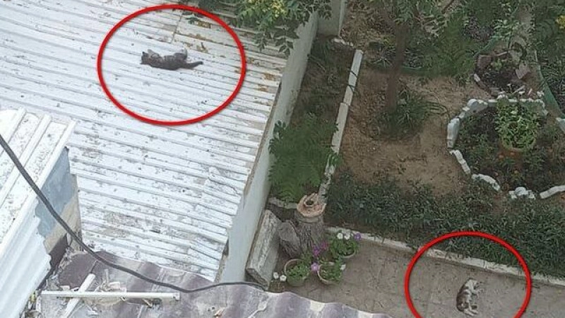 Живодеры сбросили котят с семиэтажного дома в Актау