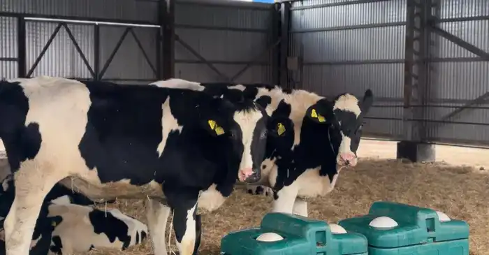 В Актюбинской области ТОО «Айс» привезло из Дании 330 голов племенного скота (4)