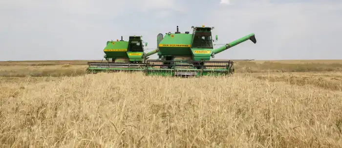 Алматинские фермеры собрали рекордный урожай зерна и кукурузы (2)