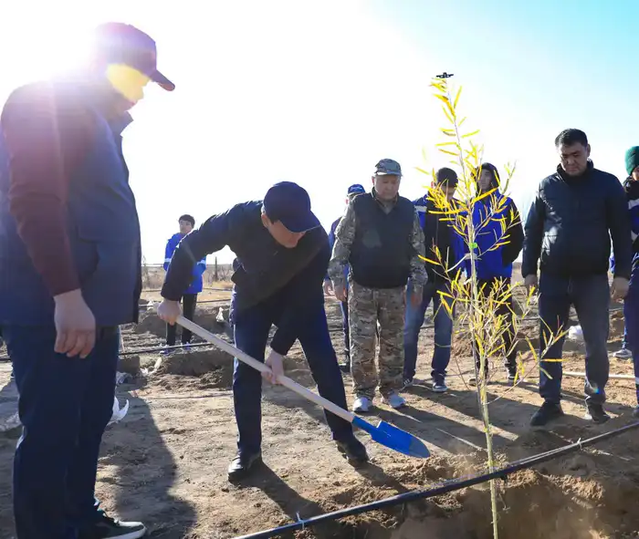 В Актобе впервые высадили реликтовое дерево турангу, приспособленное к засушливому климату (8)