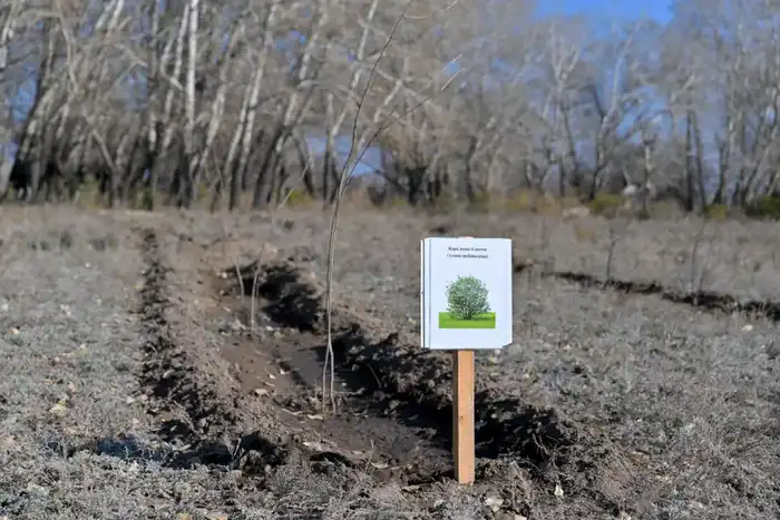 В Семее открылся лесной питомник (4)