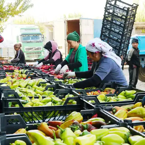 ТҮРКІСТАН: В КЕЛЕСЕ ФЕРМЕР ЗА ГОД СОБРАЛ ТРИ УРОЖАЯ (3)