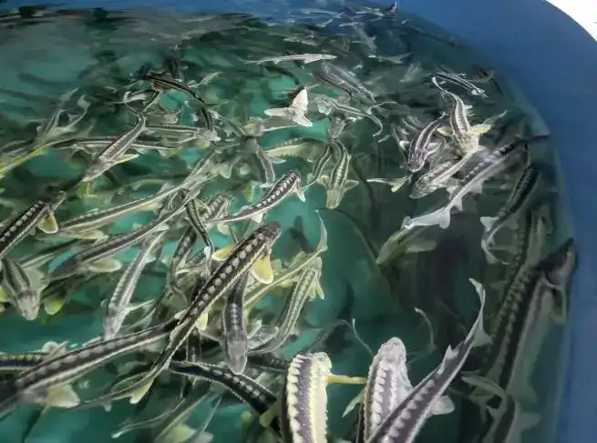 «Костанайский осетр» готов увеличить производственную мощность в 2 раза (3)